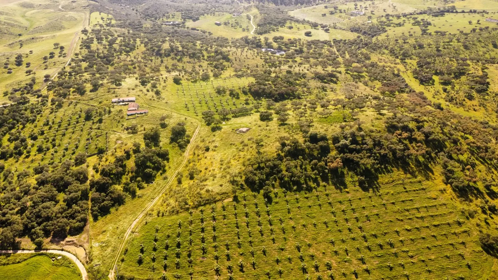 Vista aérea do olival na primavera