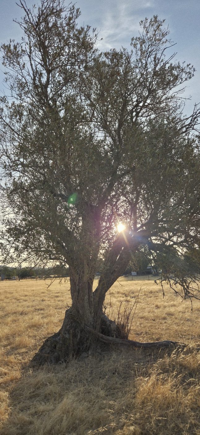 Oliveira no olival dos Giões